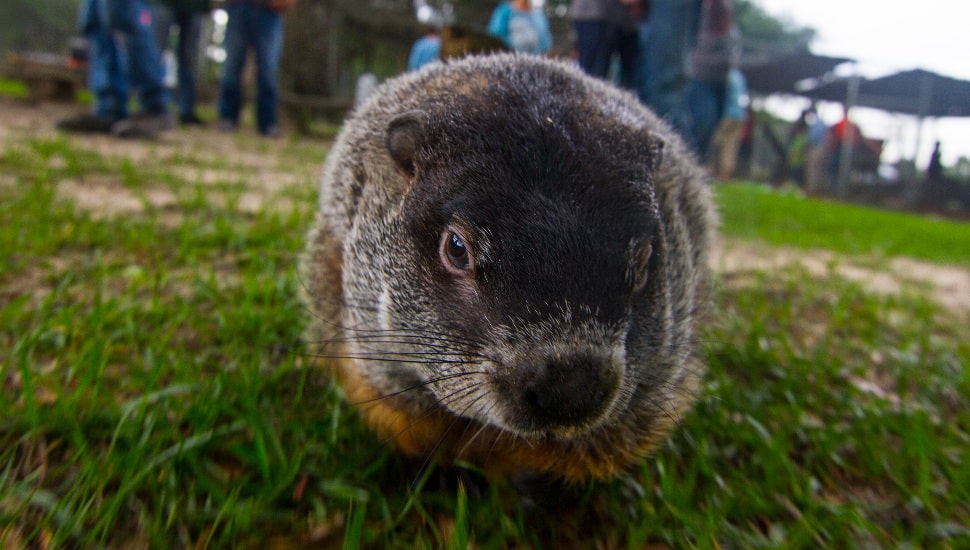 Groundhog sitting in the grass