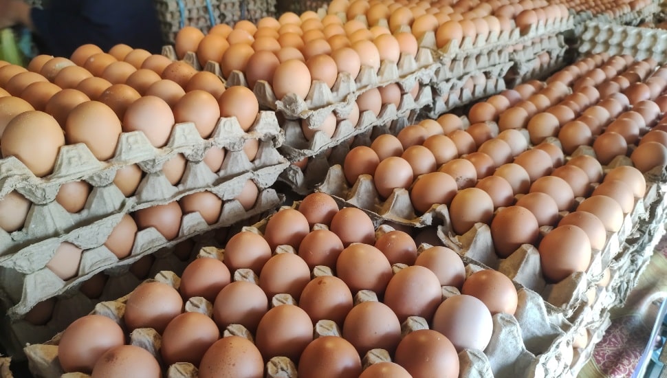 Many, many eggs.