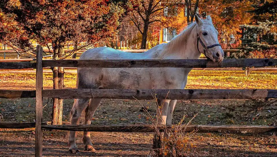 Scenic Bucks County Equine Farm