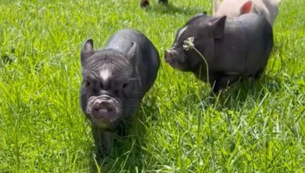 Three pigs at Three Pigs Farm.