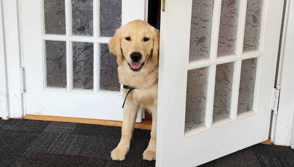A Labrador Retriever standing in a doorway.