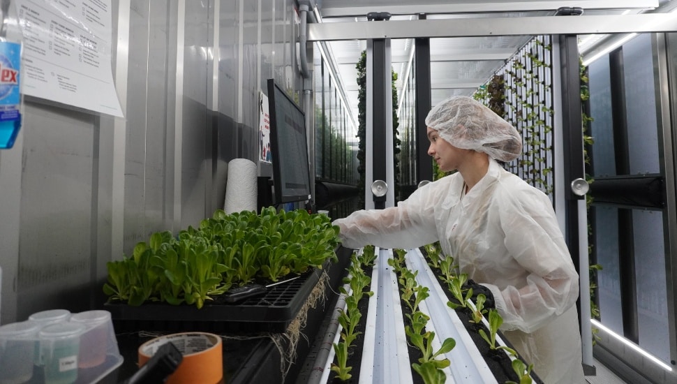 Farm worker grows produce in an indoor farm.