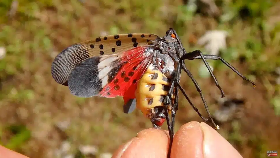 Female spotted Lantern Fly