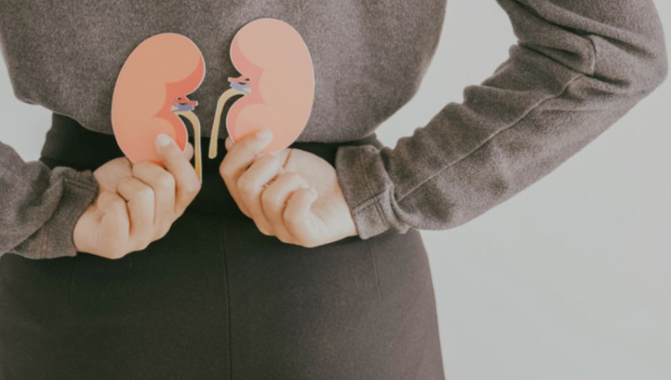 Woman hands holding kidney shaped paper, world kidney day, Organ Donor Day, Chronic kidney disease concept.