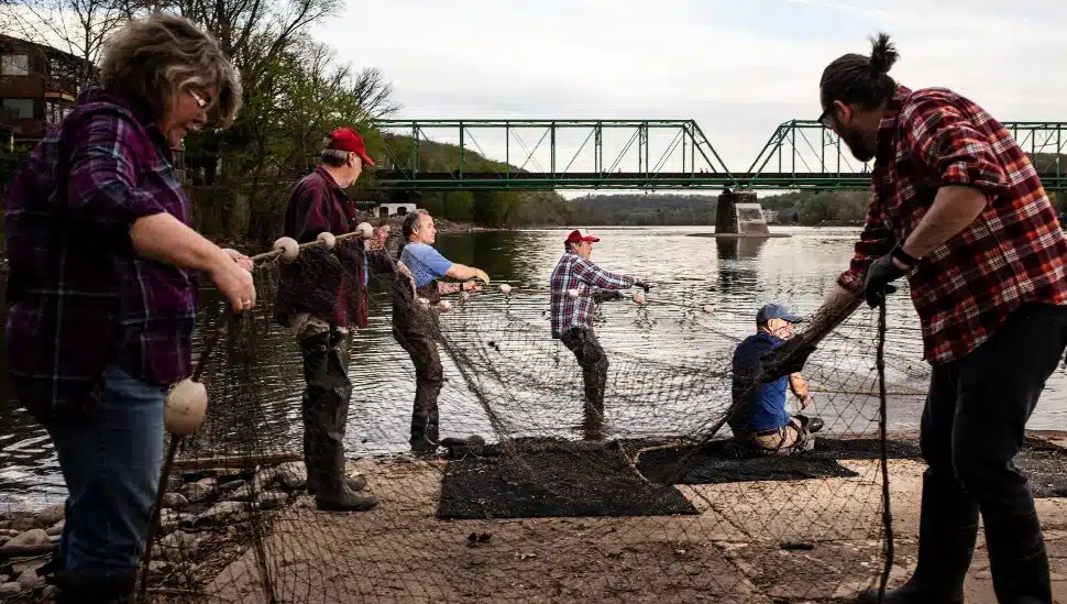 Lewis Fisher hauling in a catch of Shad