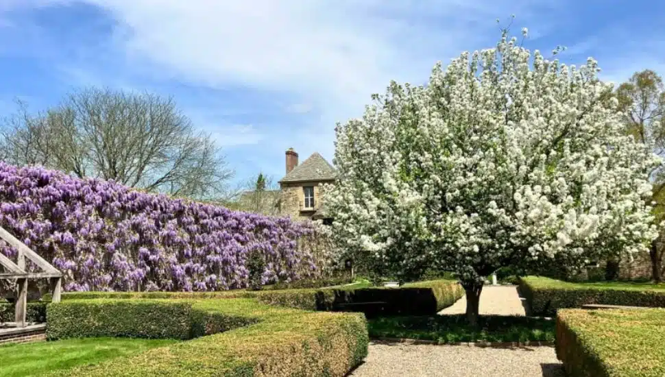 Beautiful purple flowers and a blooming tree at the Andalusia House.