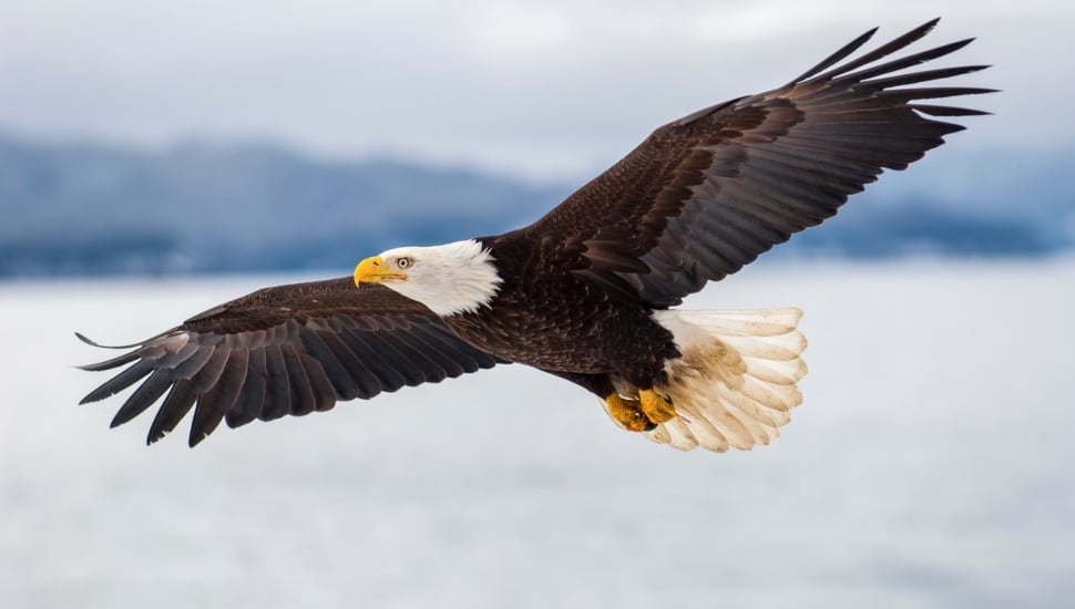 An eagle spread-winged in flight.