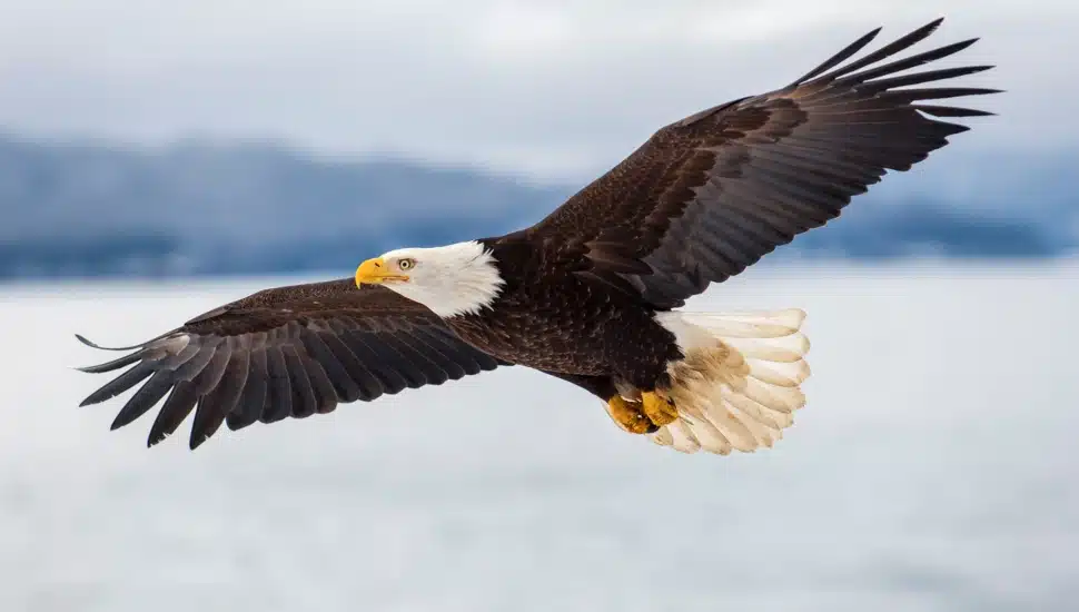 An eagle spread-winged in flight.