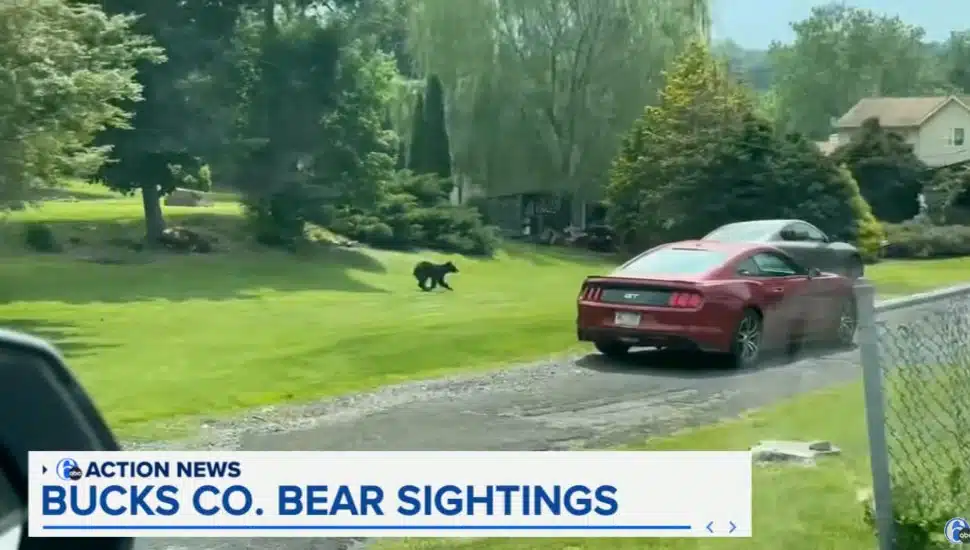 Black bear running across a house's front lawn.