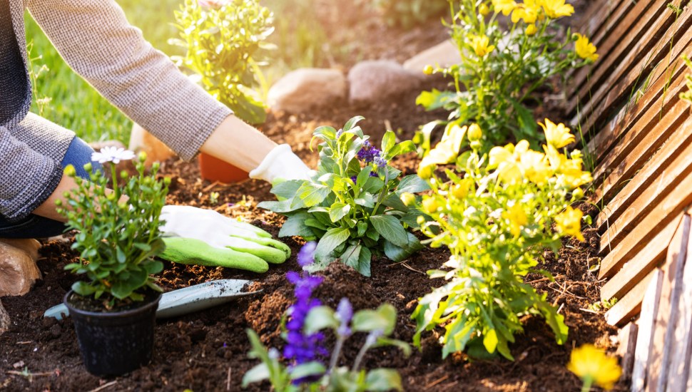 Woman planting flowers in backyard garden flowerbed.