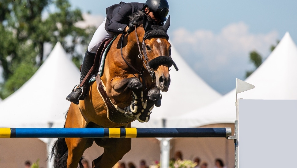 Brandywine Polo Club Organizes Pennsylvania’s First Ever Yearling Horse Show
