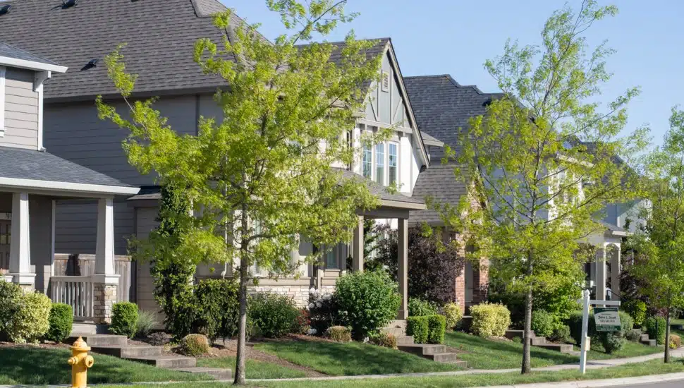 Suburban houses with trees planted out front.