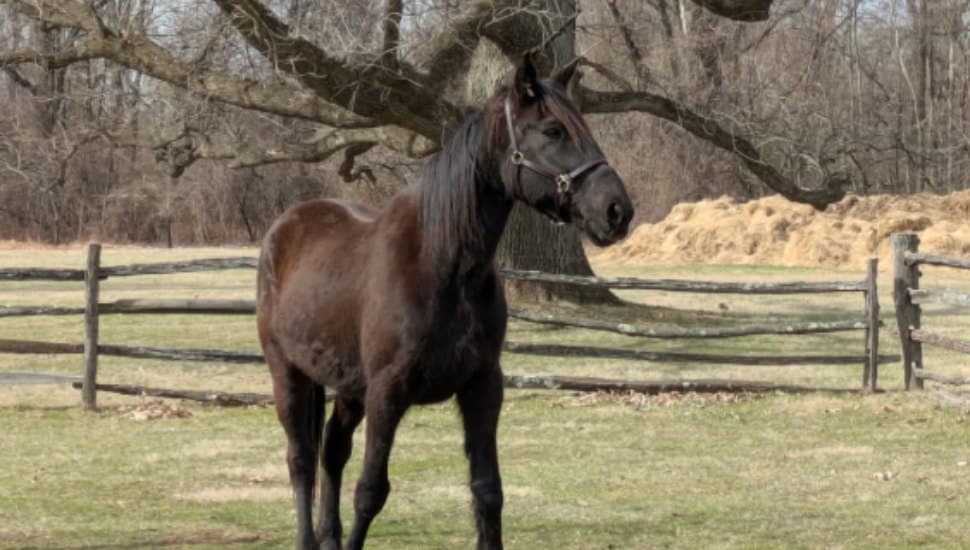 Retired race horse Norway Hanover standing in a field.