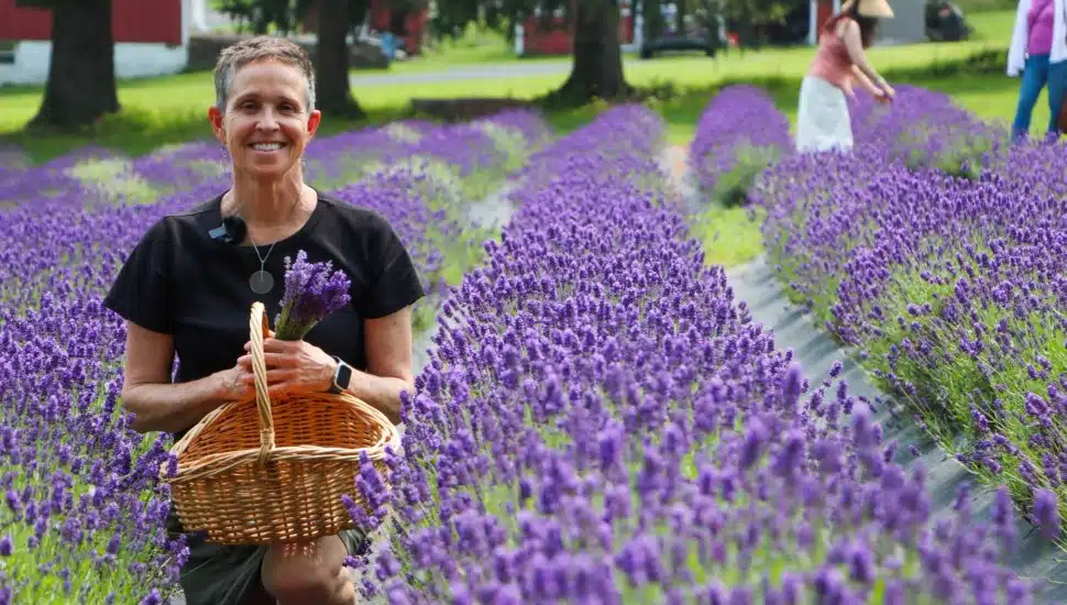 Peace Valley Lavender Farm co-owner, Patti Lyons, standing in a field of lavender.