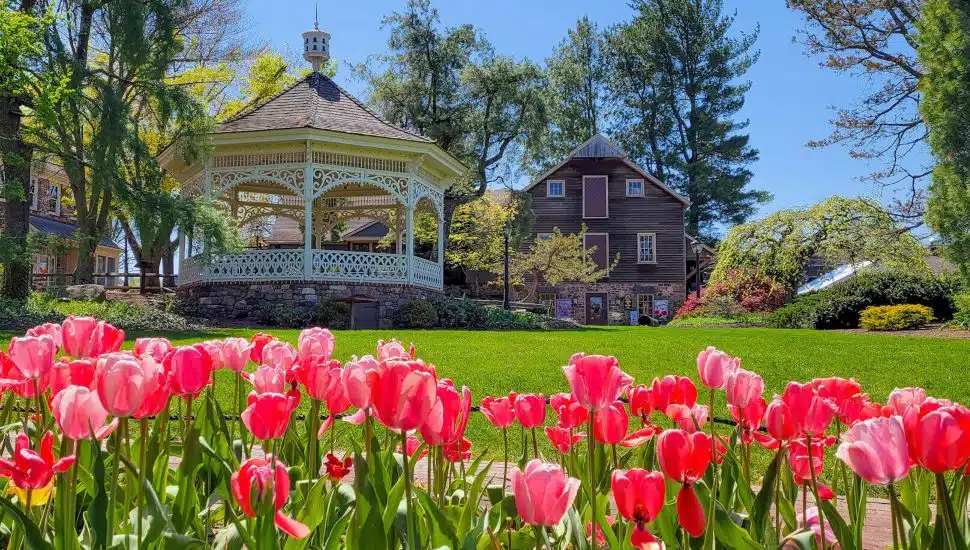 Rows of pink and red tulips next to a gazebo at Peddler's Village.