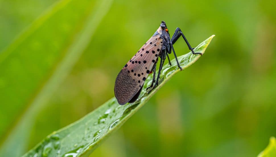 Lanternfly sitting on a plant.