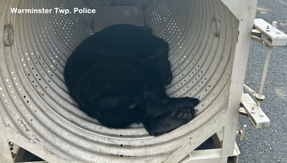 Bucks County black bear captured by local Police and the Pennsylvania Game Commission.