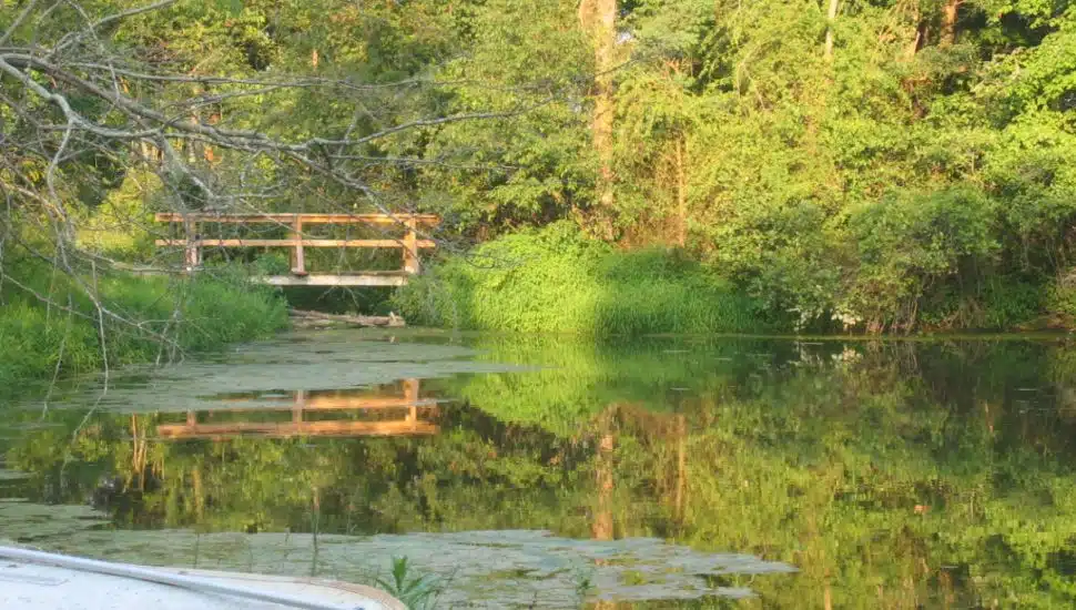 Honey Hollow Creek surrounded by green trees and a small footbridge.