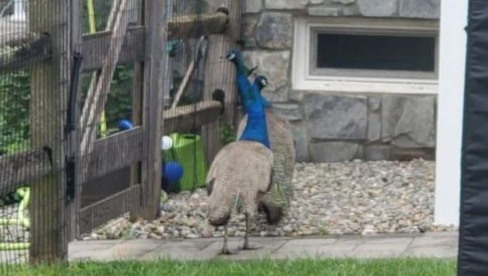 Two peacocks spotted outside of a Doylestown home.