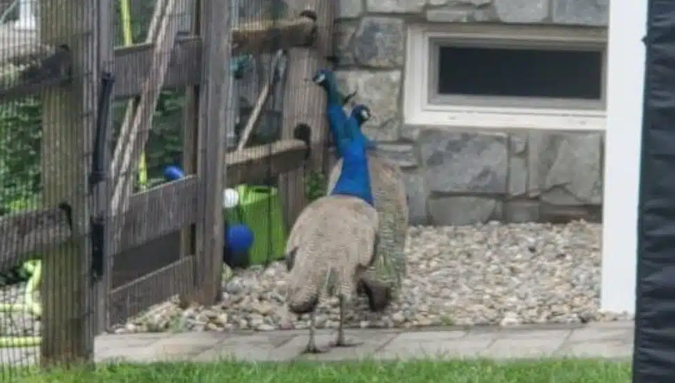 Two peacocks spotted outside of a Doylestown home.