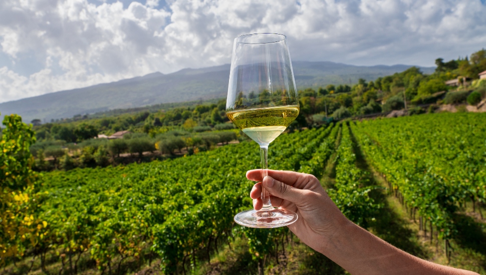 Person holding glass of white wine in front of grape field.
