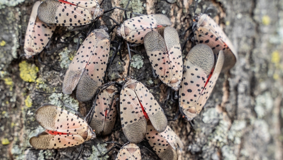 Group of spotted lanternflies on a tree.