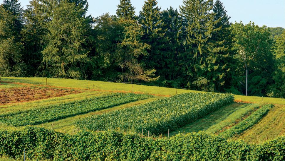 Crop field.