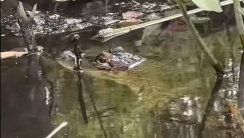Small alligator peeking head up from water at Magnolia Lake.