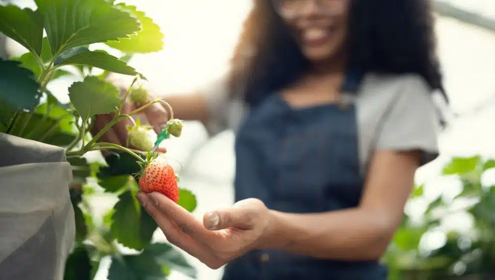 Woman picking strawberries.