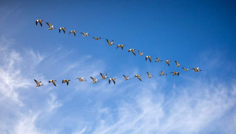 Geese migrating in "v" pattern.