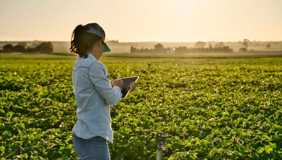 Woman in crop field holds tablet.