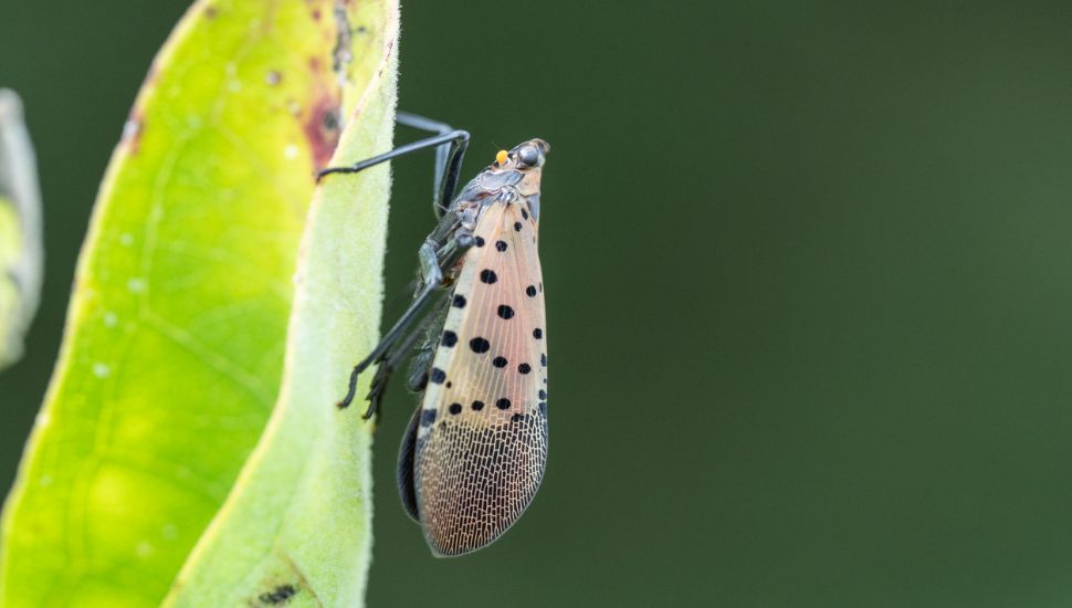 Squish, Spray, or Trap: How To Handle Spotted Lanternflies In Your Backyard