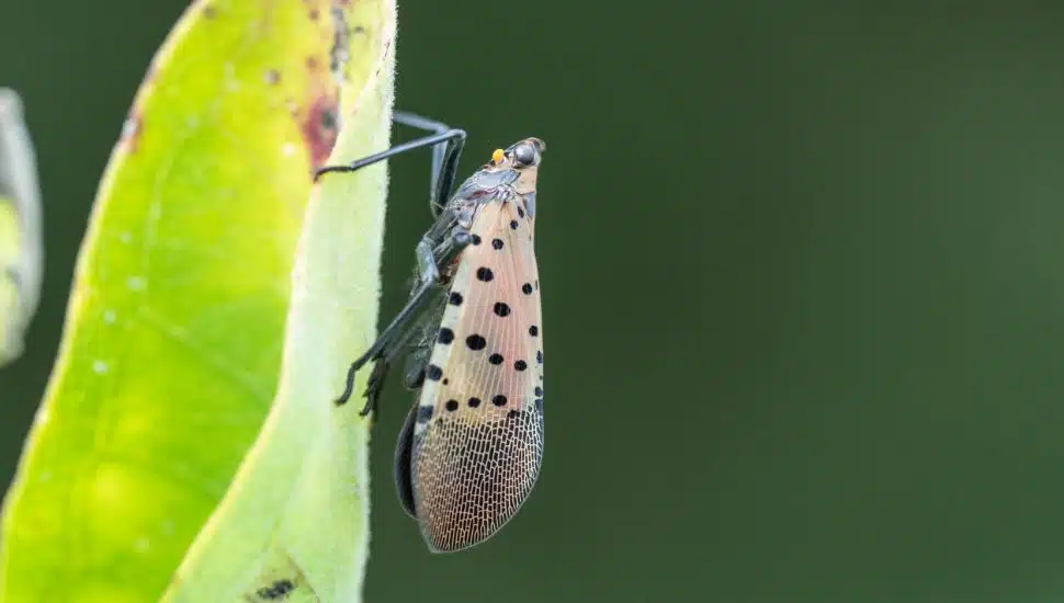 Spotted lanternfly crawling on leaf.