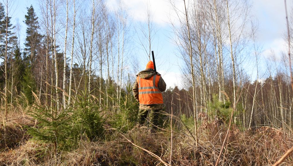 Hunter wearing camo and orange vest with rifle.