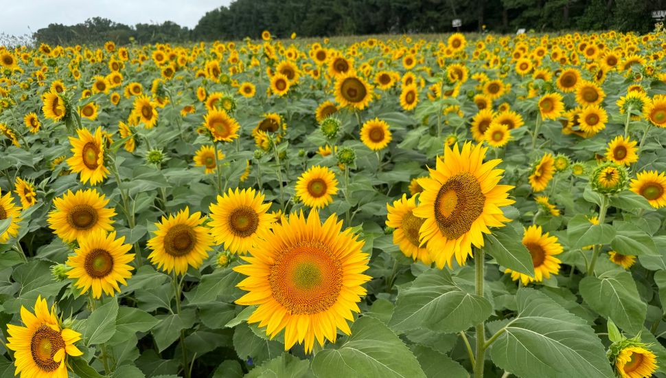 Field of sunflowers.