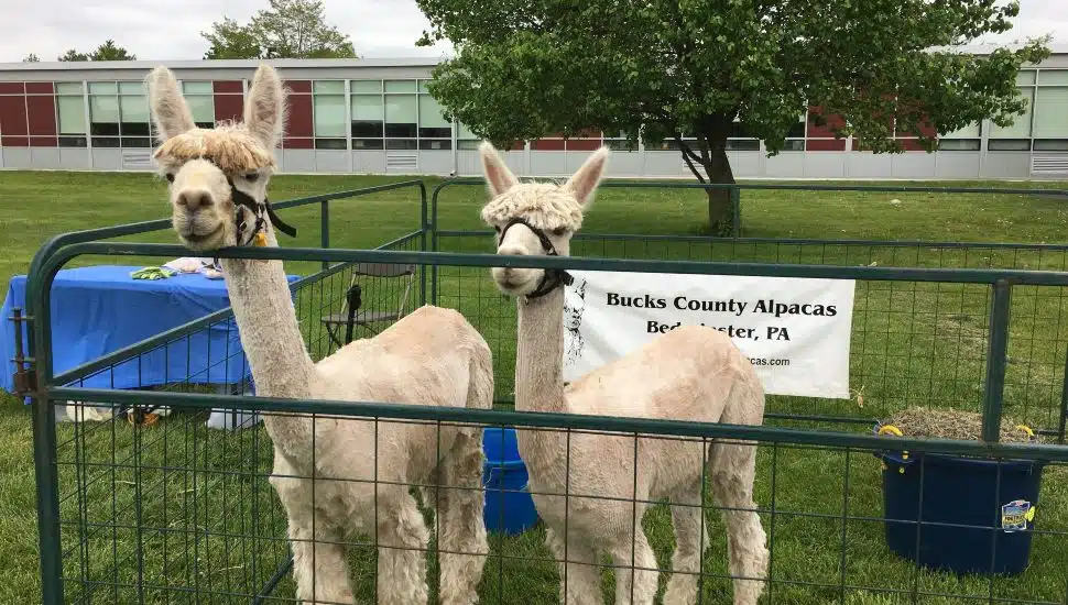 Alpacas from Bucks County Alpacas.