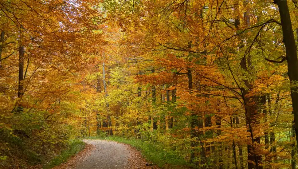 Orange, yellow and green trees lining a road in the woods.