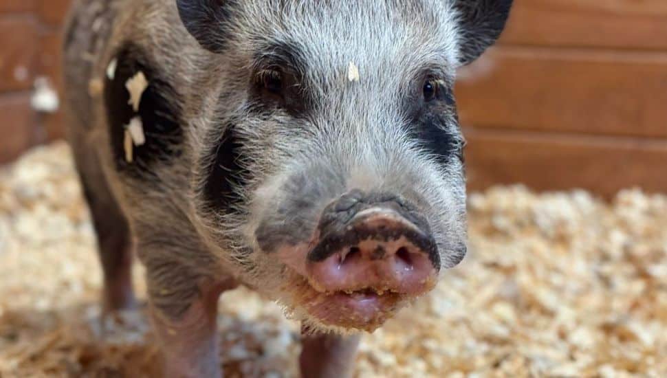 Lewis the pot-bellied pig.