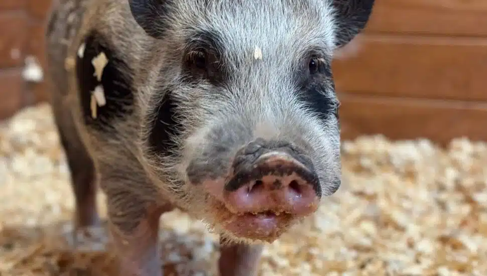 Lewis the pot-bellied pig.