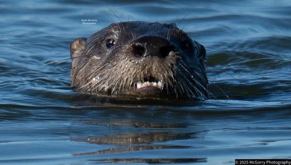 River otter peaking head up in lake.