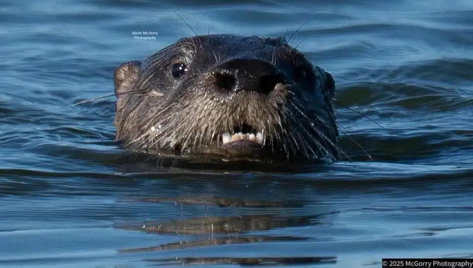 River otter peaking head up in lake.