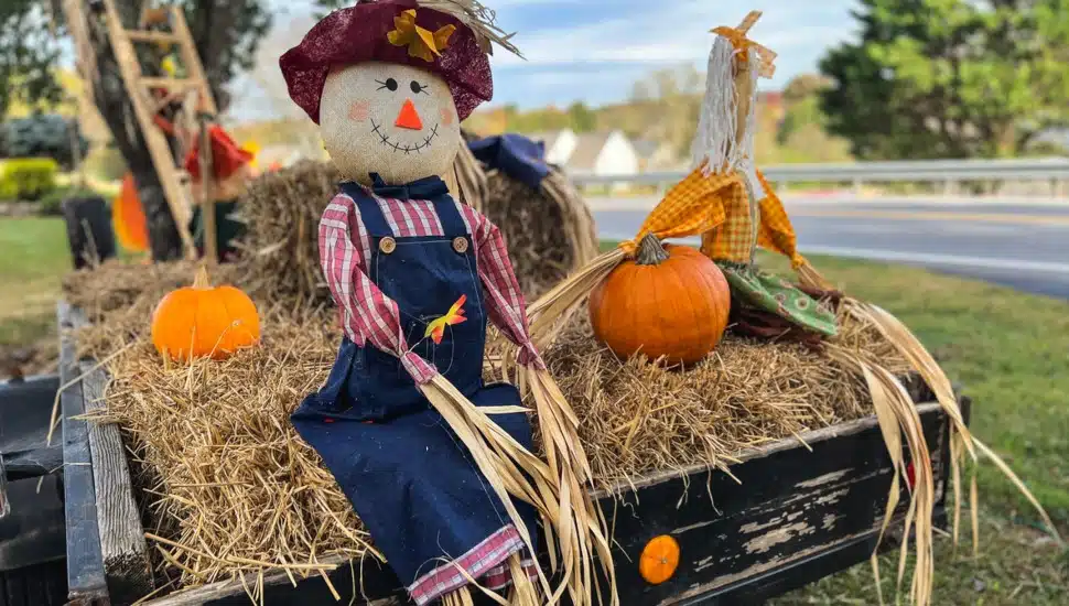 Scarecrow surrounded by pumpkins sitting on hay.