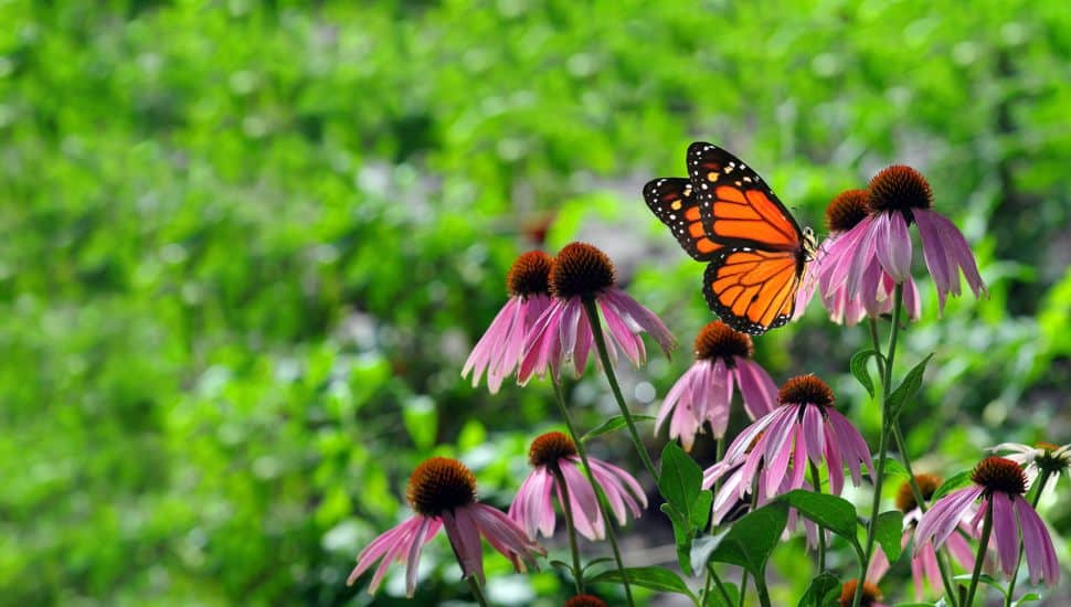 Robert Ridge Park in Newtown Gets New Pollinator Garden Thanks to Volunteers