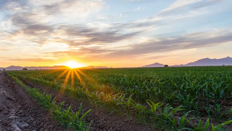 Sunrise over a farm's field.