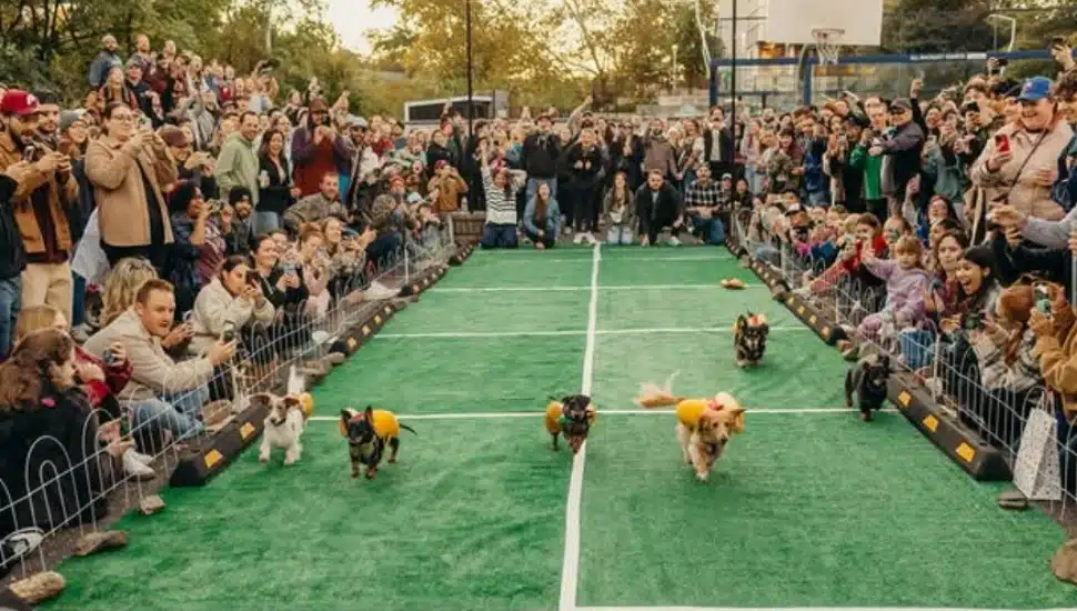 Wiener dogs dressed in hot dog costumes racing in Lucky’s Great Wiener Race.