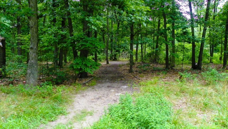 Croydon Woods.
