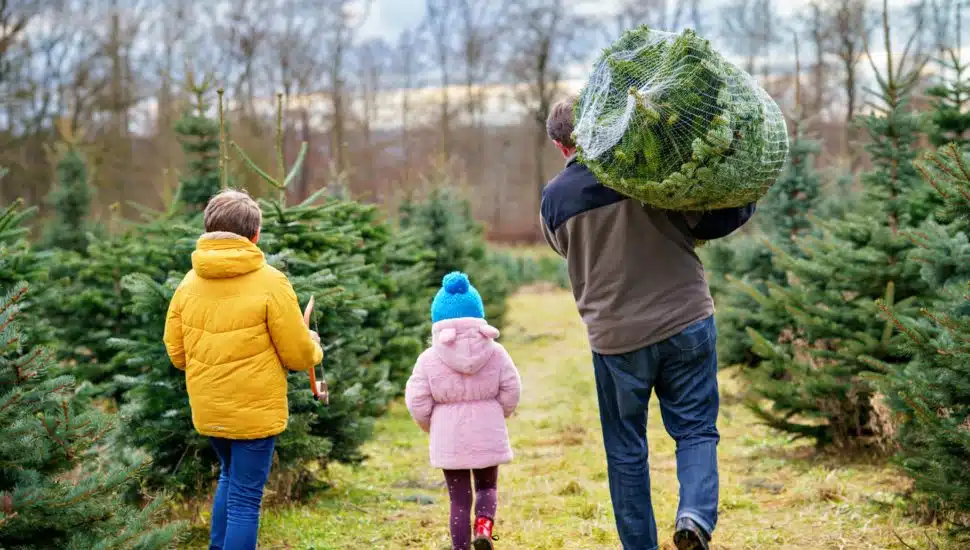 Family with cut-down Christmas tree.