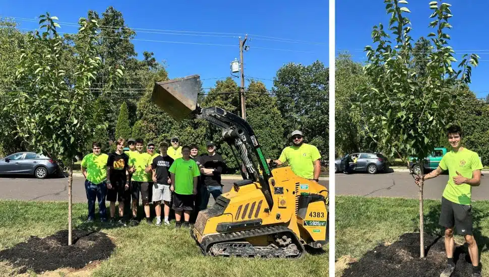 Volunteers plant cherry trees.