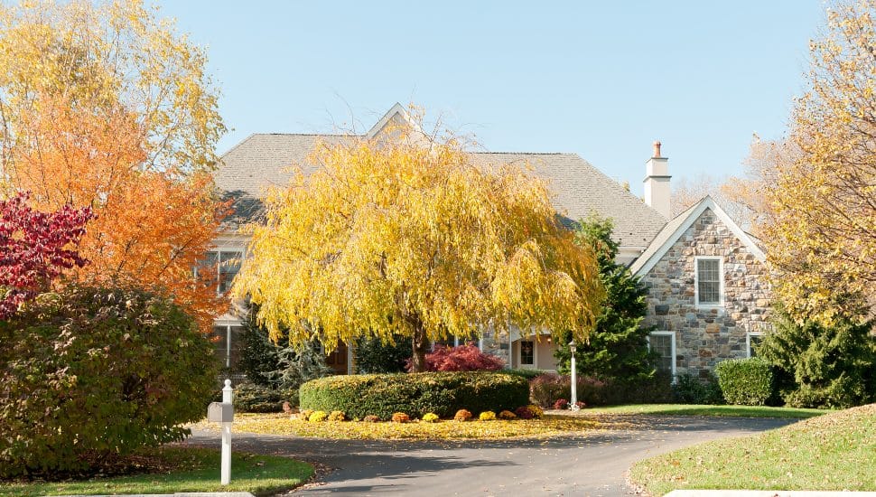 A home behind a tree in Philadelphia.