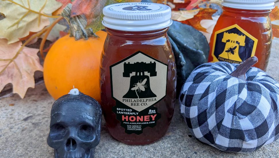 Spotted lanternfly honey in a jar.